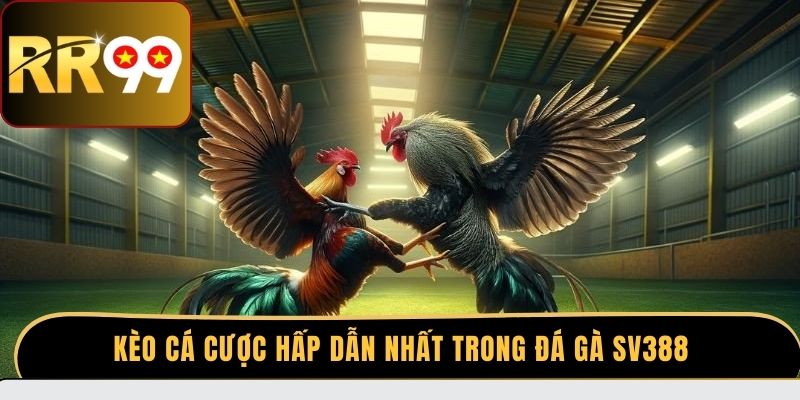  Kèo cá cược hấp dẫn nhất trong đá gà SV388