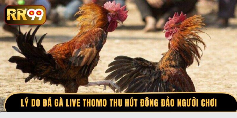 Lý do đá gà Live Thomo thu hút đông đảo người chơi
