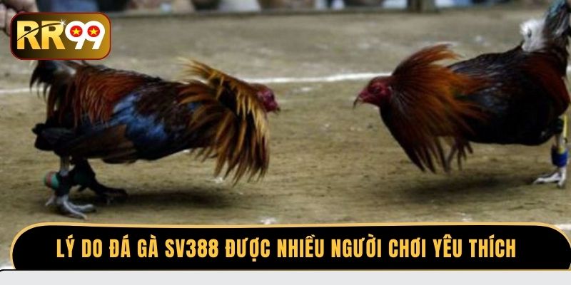 Lý do đá gà SV388 được nhiều người chơi yêu thích